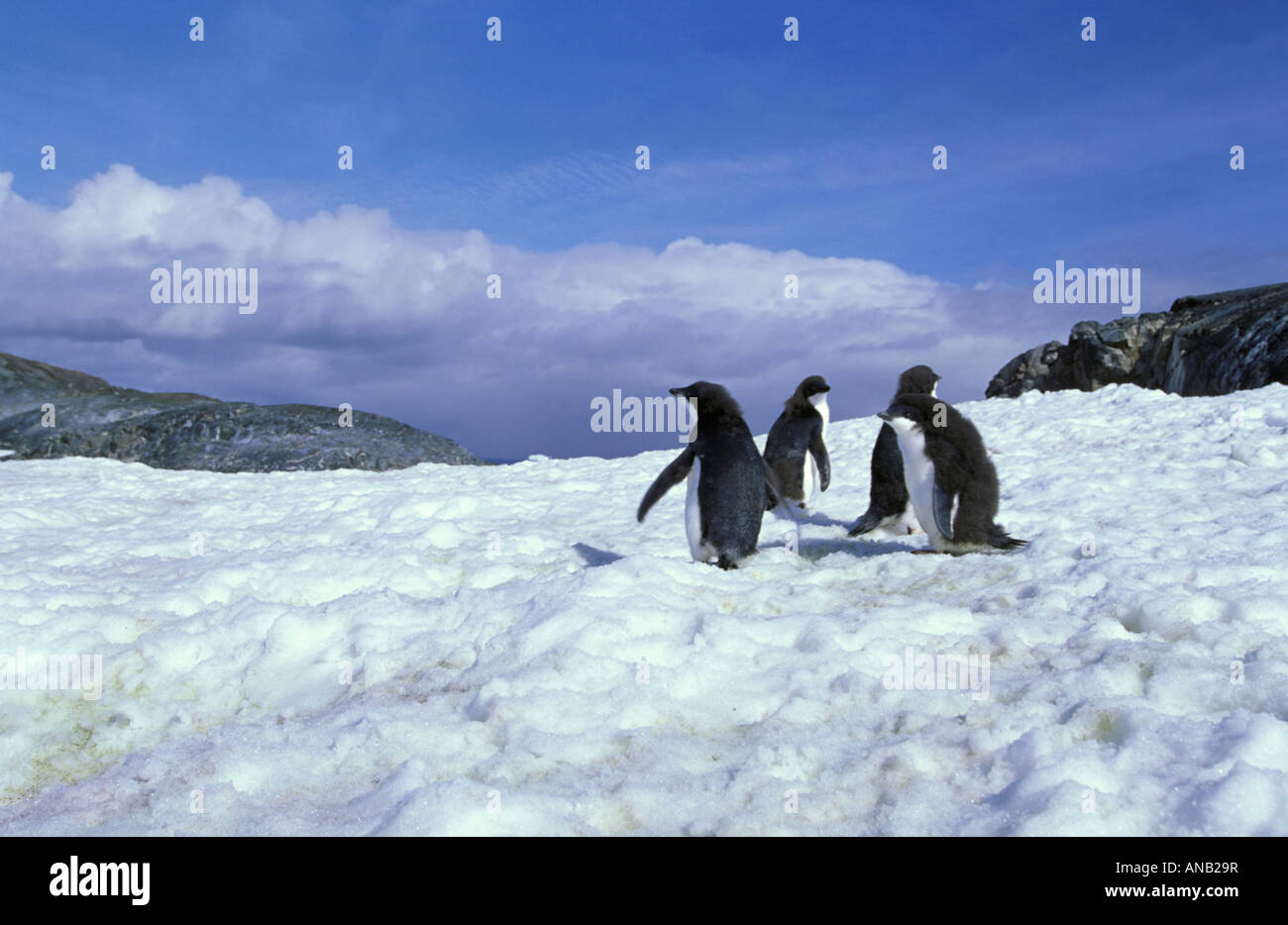 Four Adelie penguins in an icy environment (Pygoscelis adeliae) Stock Photo