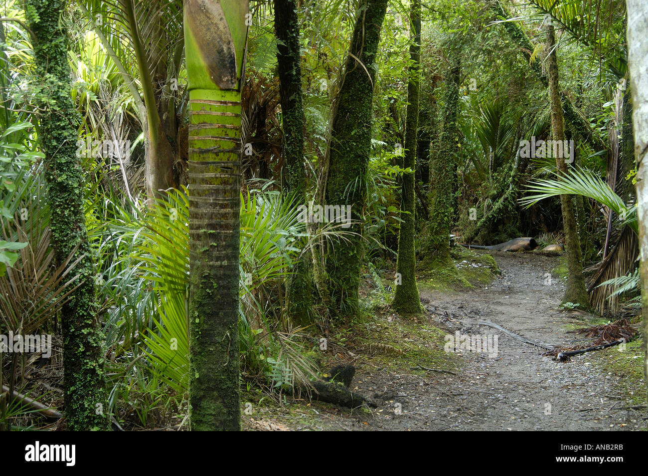 Fern trees, Pororari River Walk, Paparoa NP, South Island, New Zealand Stock Photo