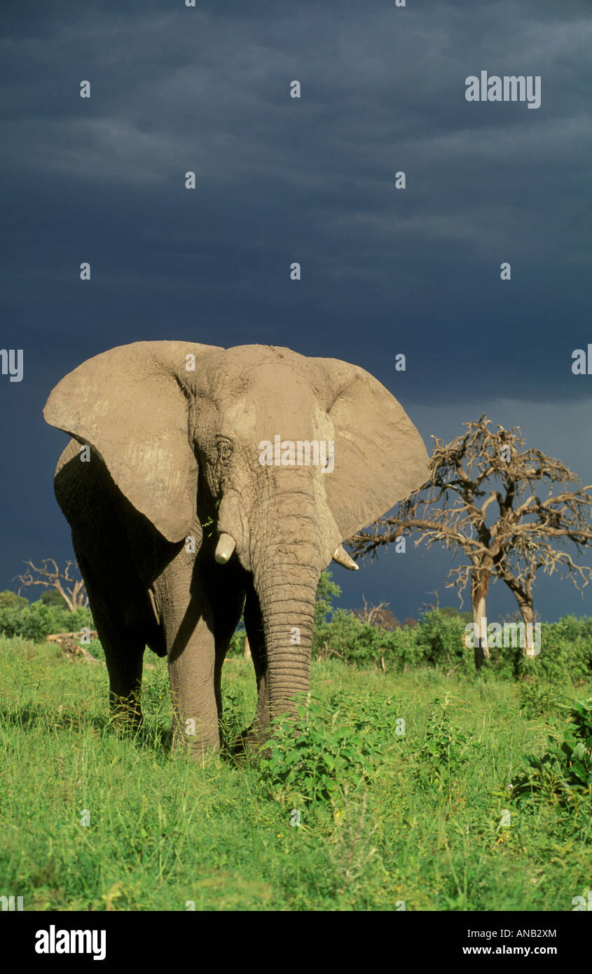 An African elephant (Loxodonta africana ) with dark stormy skies in the background Stock Photo