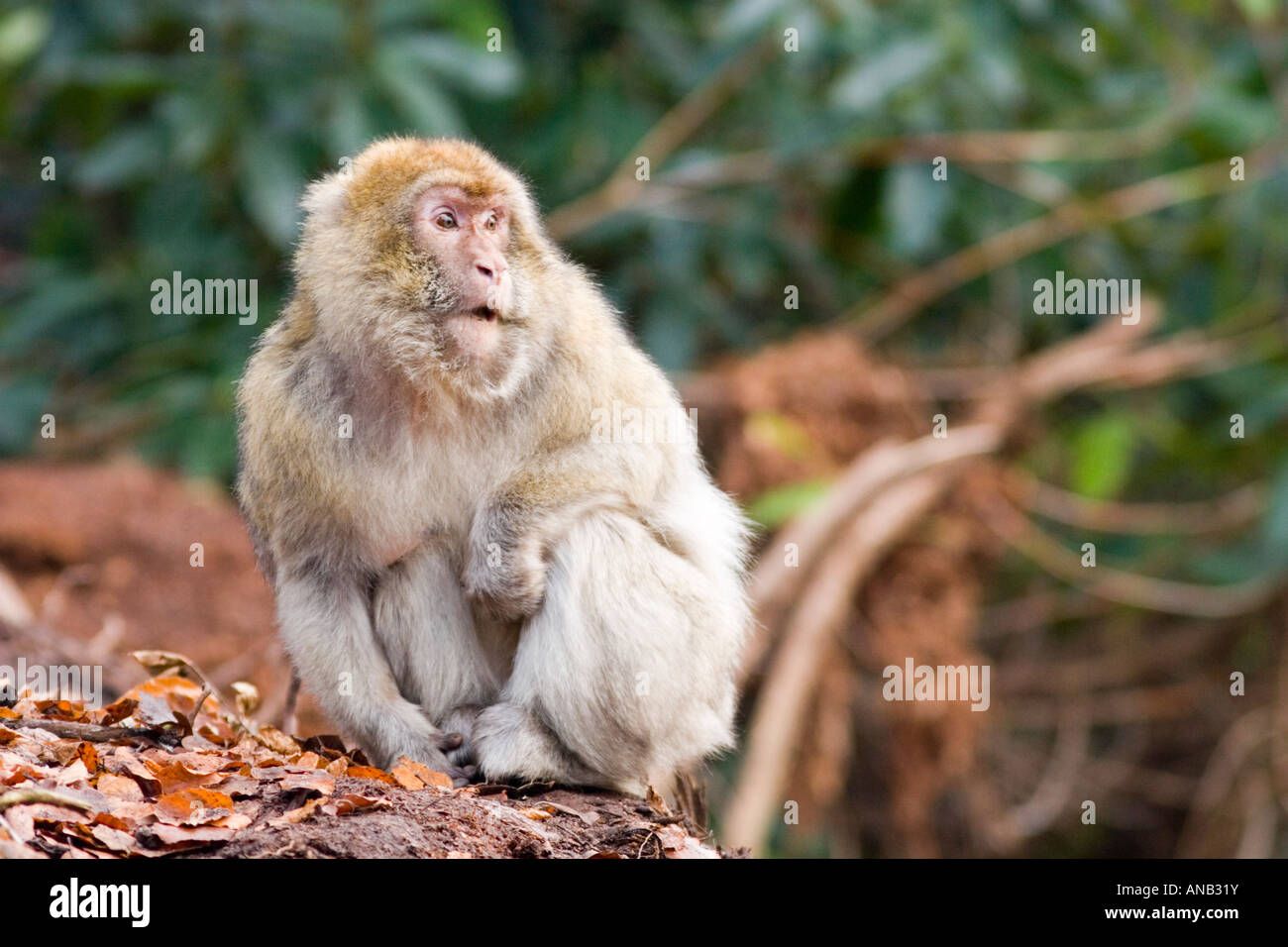 Old female barbary macaque at the Monkey Forest Trentham Stoke Stock Photo