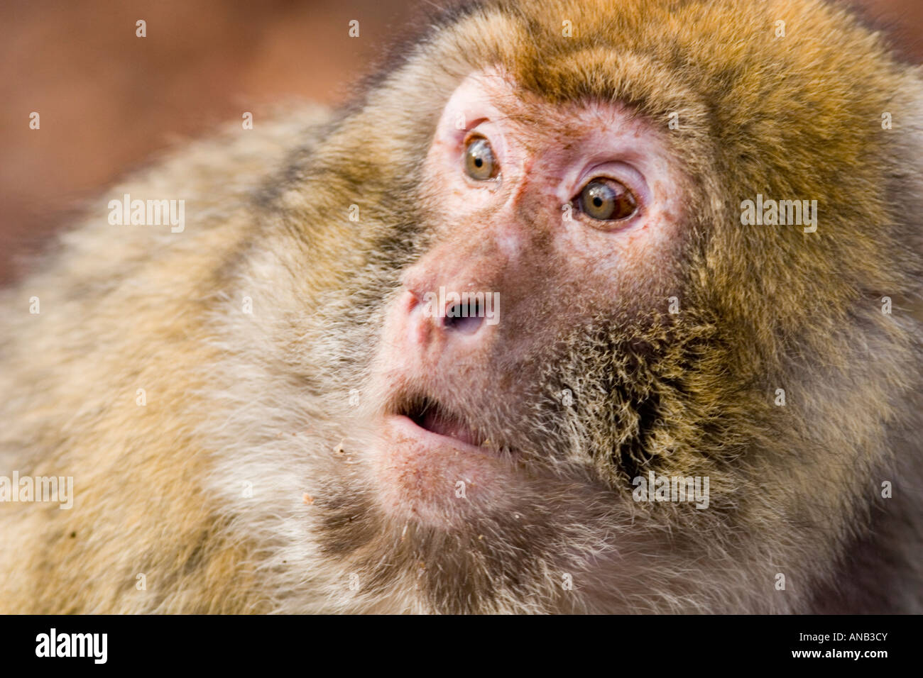 Old female barbary macaque at the Monkey Forest, Trentham, Stoke Stock Photo