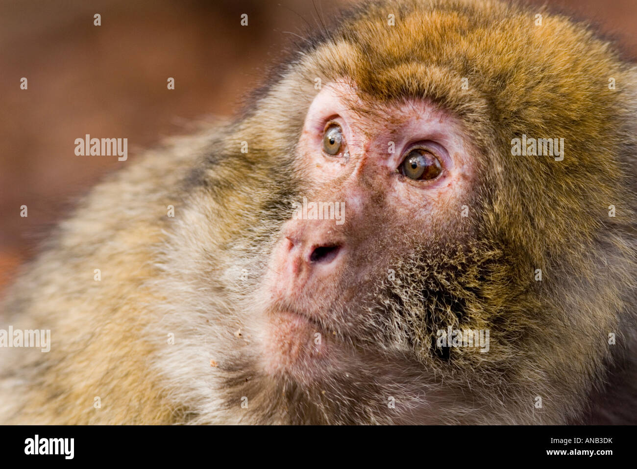Old female barbary macaque at the Monkey Forest Trentham Stoke Stock Photo