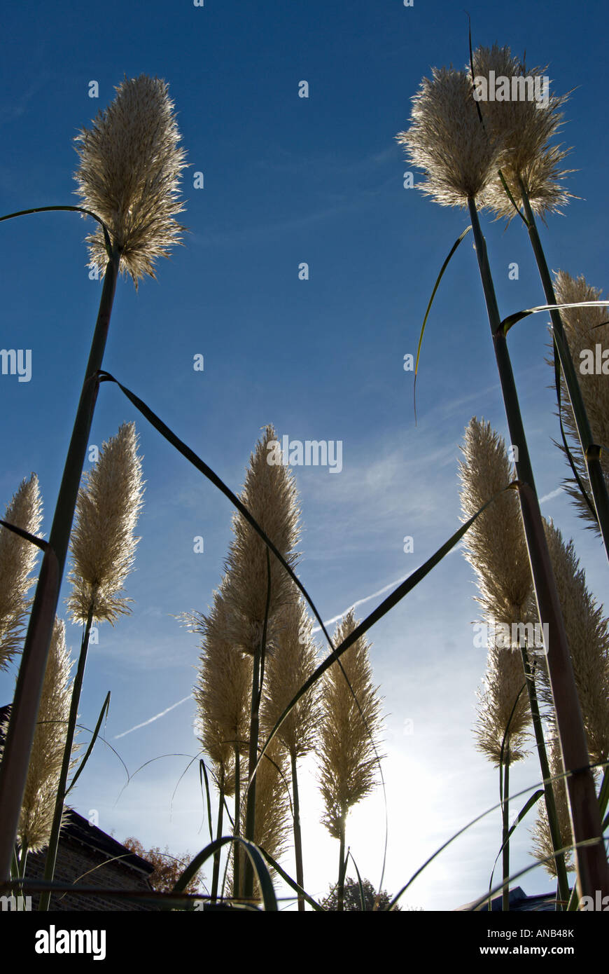 Pampas grass or Cortaderia selloana with large decorative white plumes  Stock Photo - Alamy