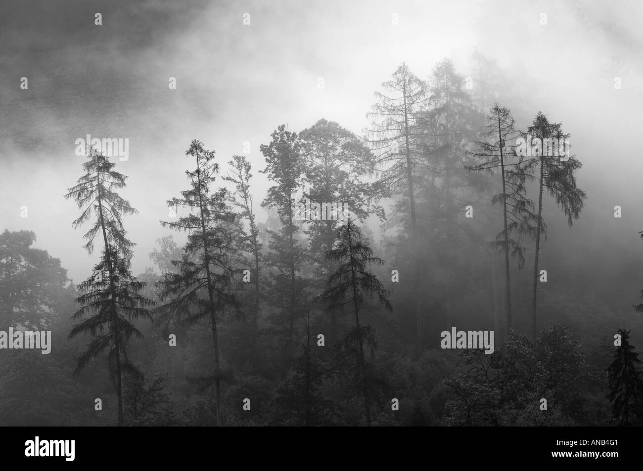 Misty, foggy mountain forest, Saint Martin, South Tyrol, Italy Stock Photo