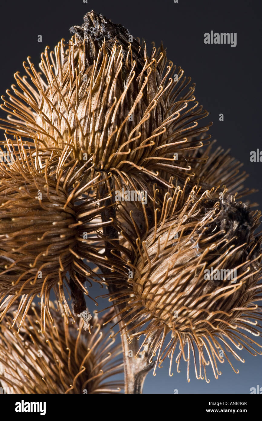 Hitchhiker Seeds Common Burdock, Arctium minus Stock Photo Alamy
