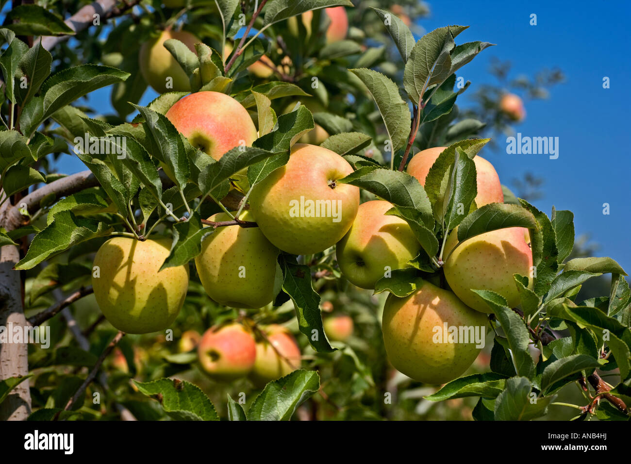 Golden Delicious Apples Stock Photo Alamy