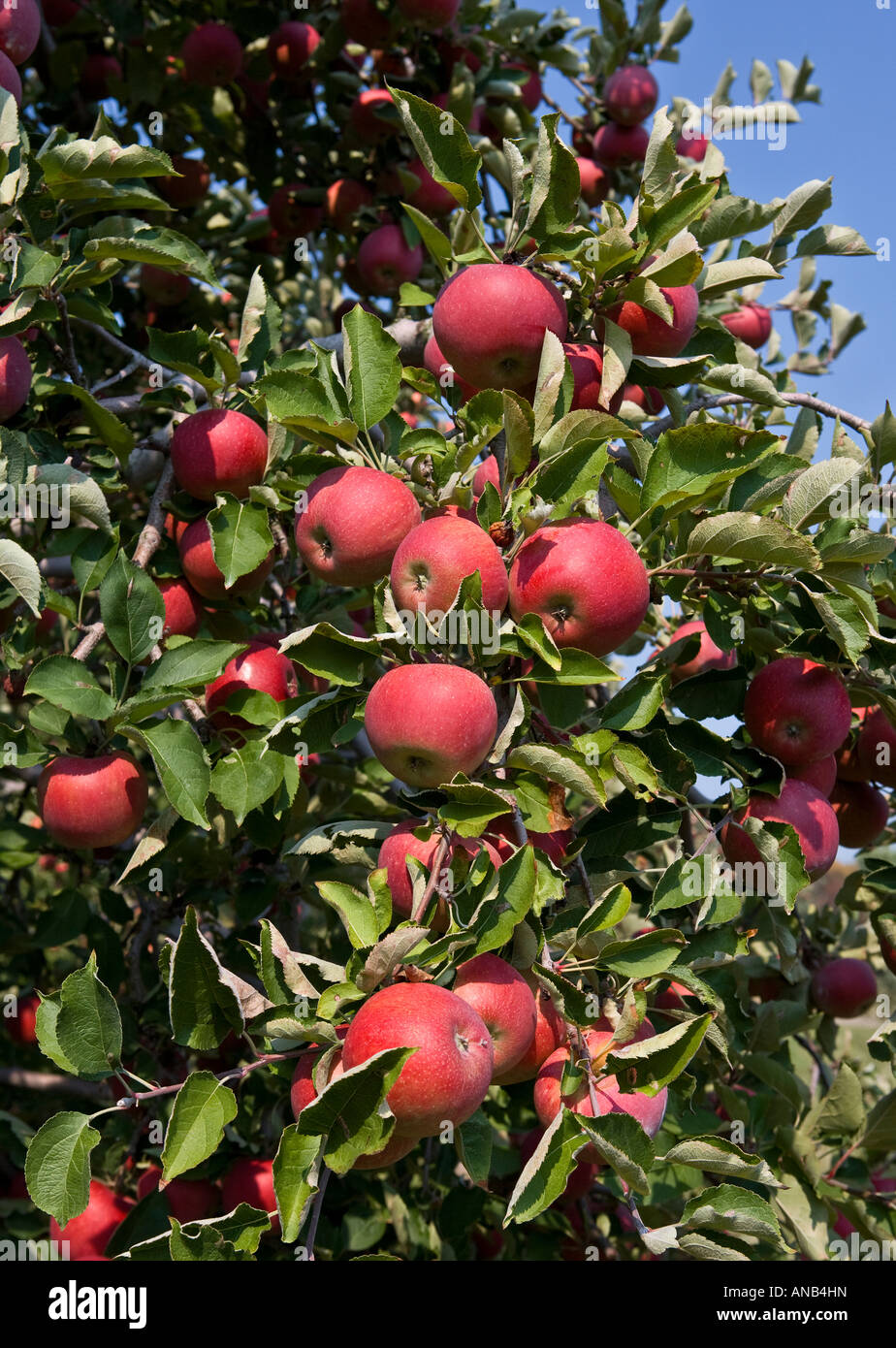 Jonagold Apples A cross of Golden Delicious and Jonathan apples Stock