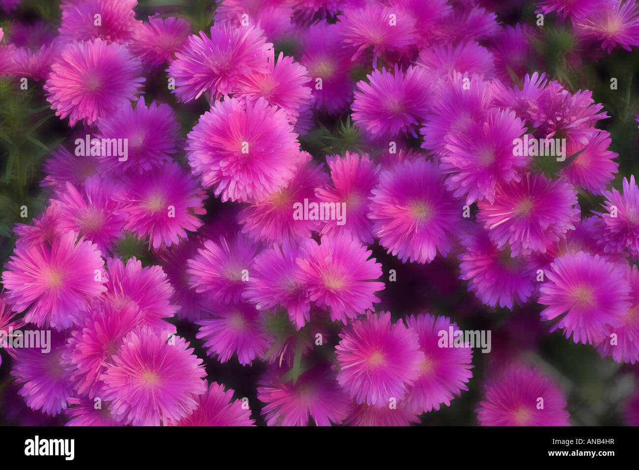 Cultivated Asters Diplopappus sp. Stock Photo
