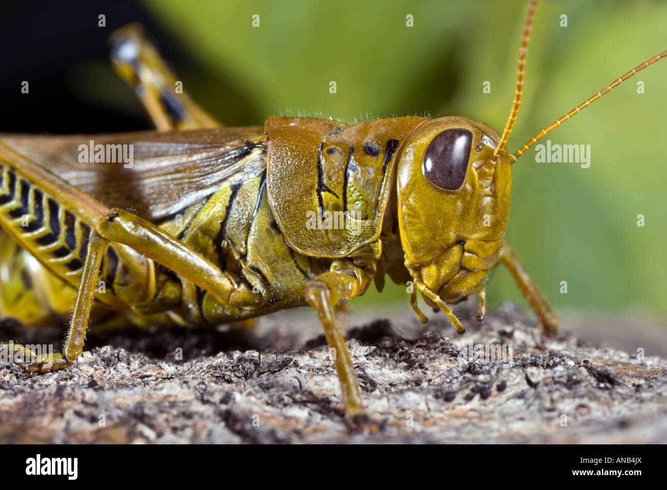 Differential Grasshopper Melanoplus differentialis Stock Photo