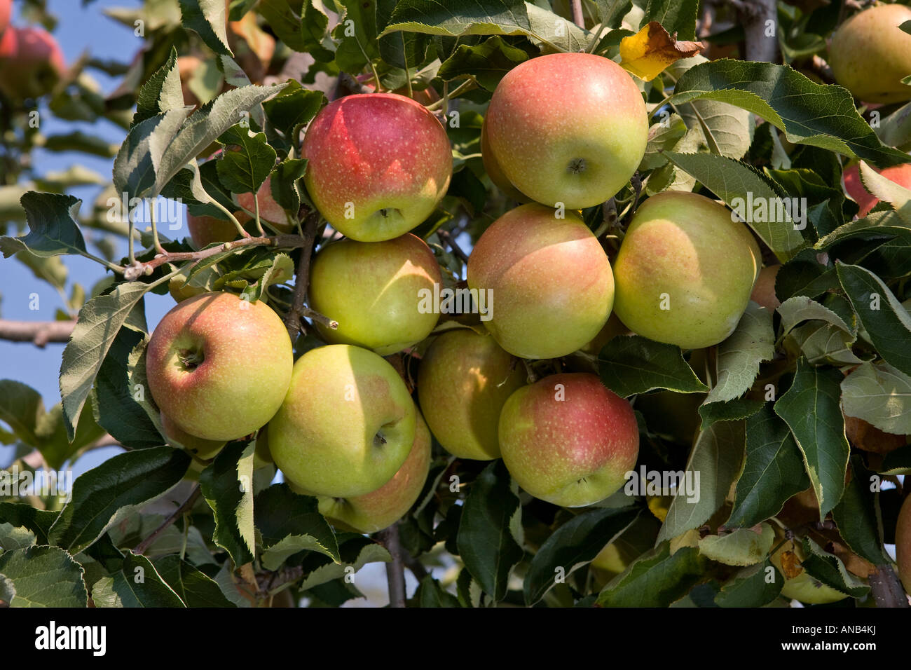 Jonagold Apples A cross of Golden Delicious and Jonathan apples Stock