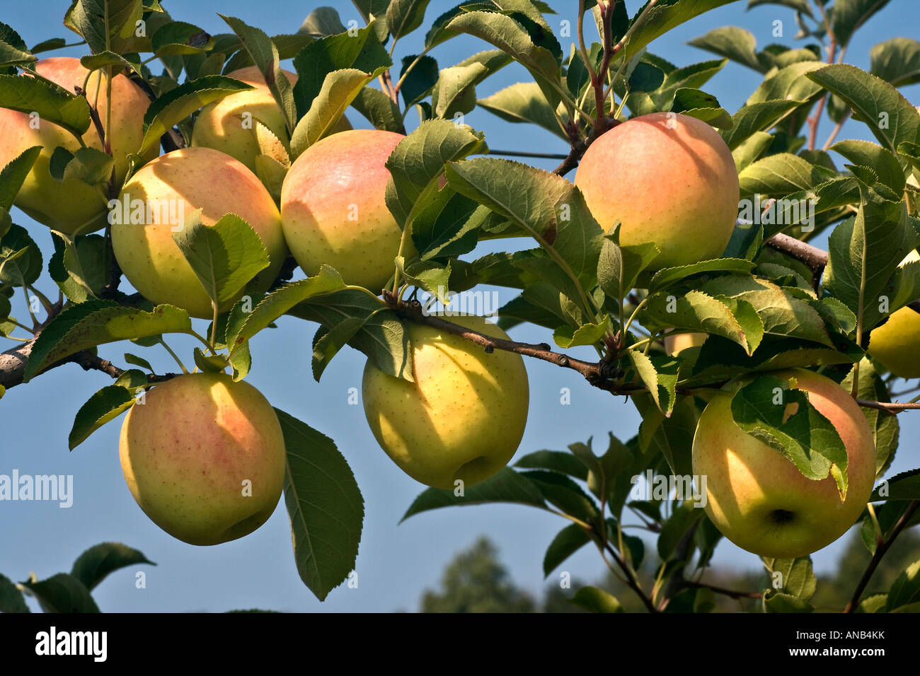 Golden Delicious Apples Stock Photo