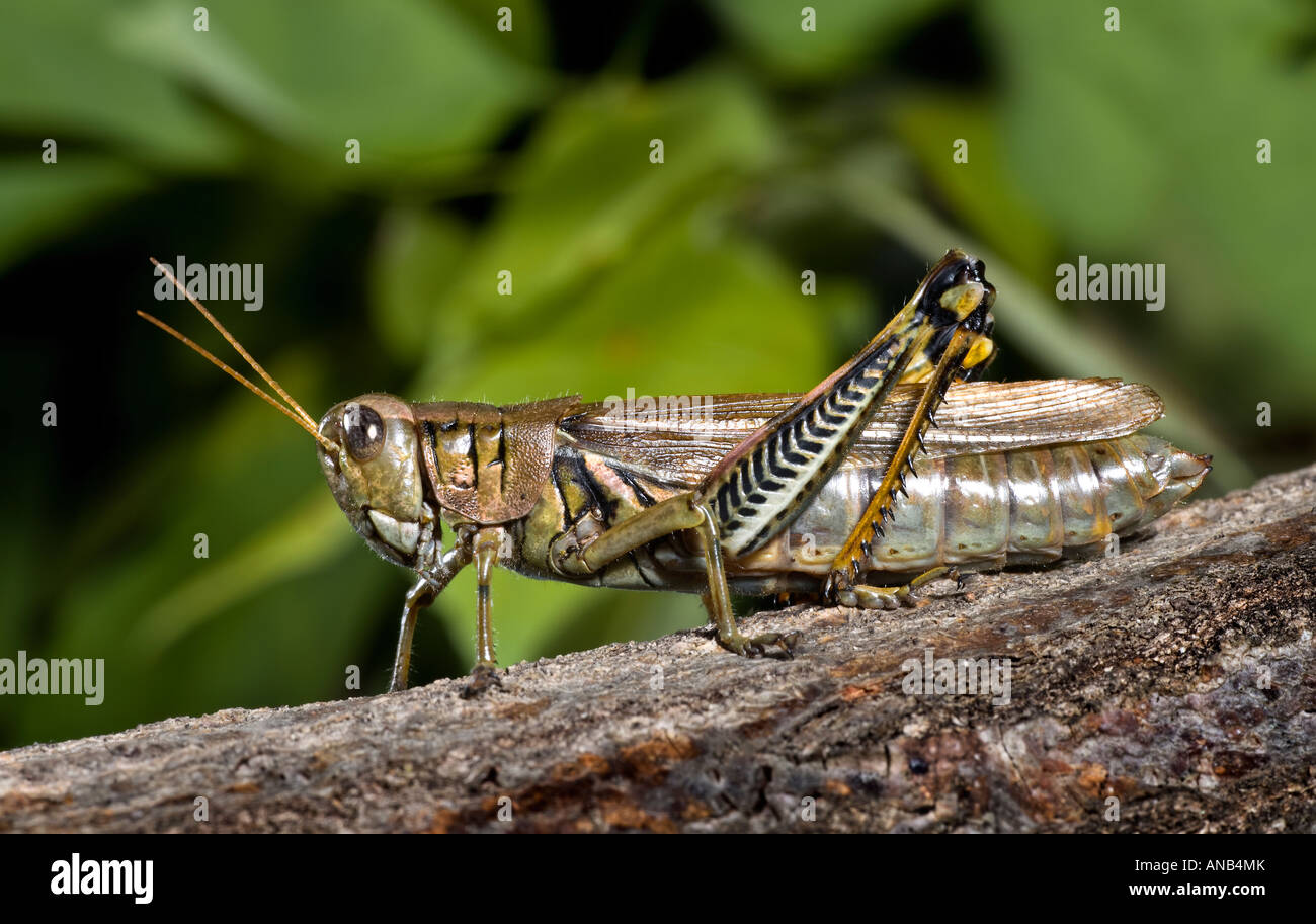Differential Grasshopper Melanoplus differentialis Stock Photo