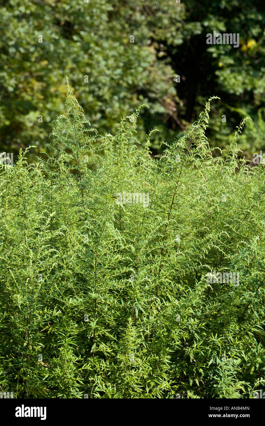 Ragweed Ambrosia artemisiifolia Stock Photo