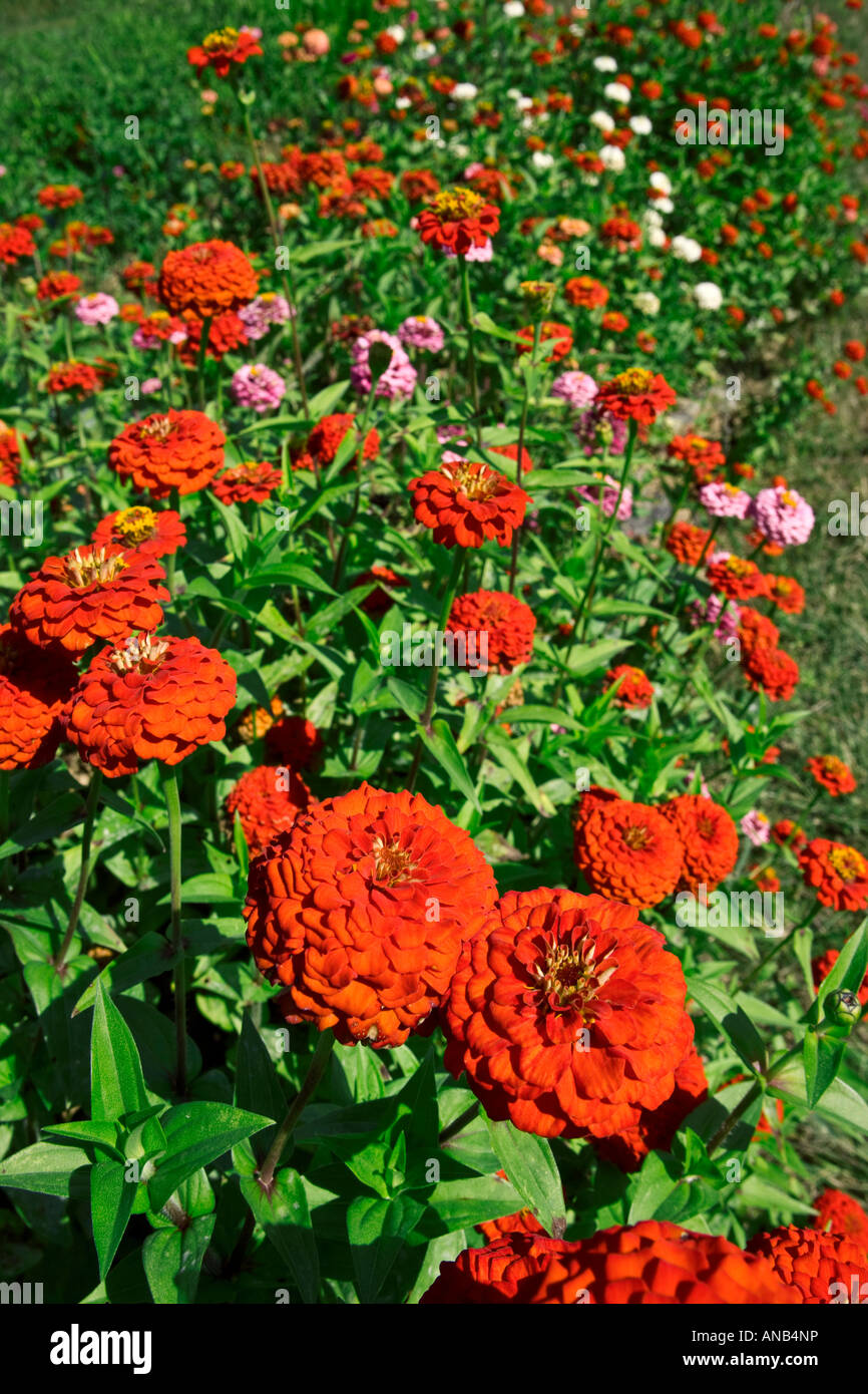 Flower Garden Red Zinnias Stock Photo