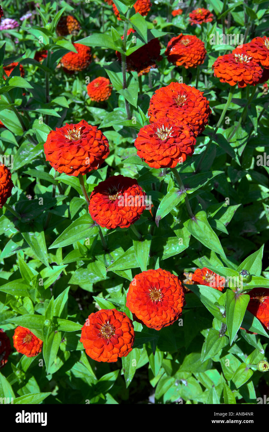 Flowering Zinnias Stock Photo