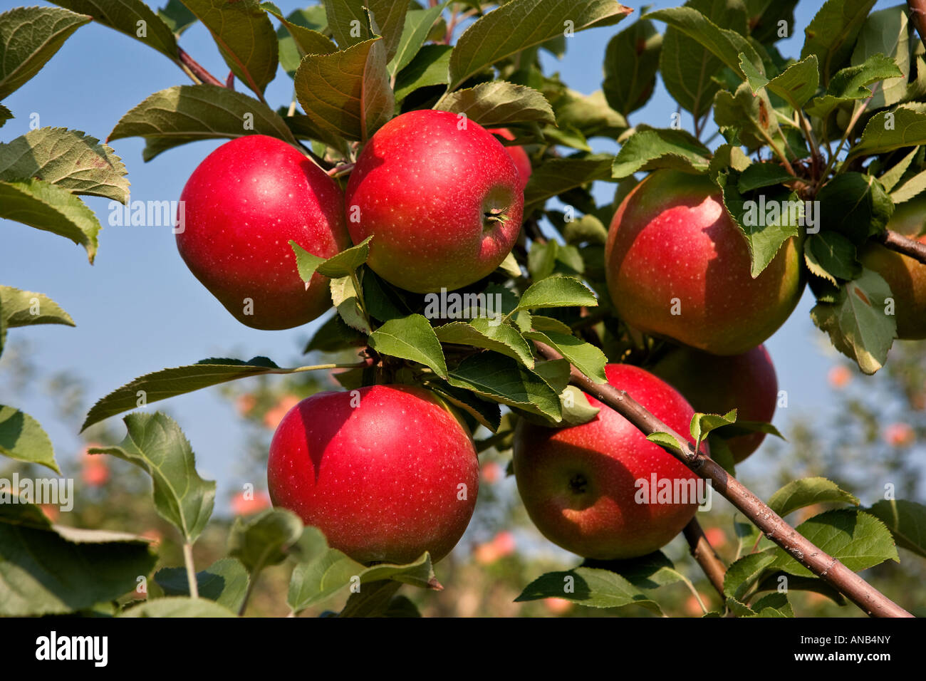 Jonagold Apples A Cross of Golden Delicious and Jonathan apples Stock