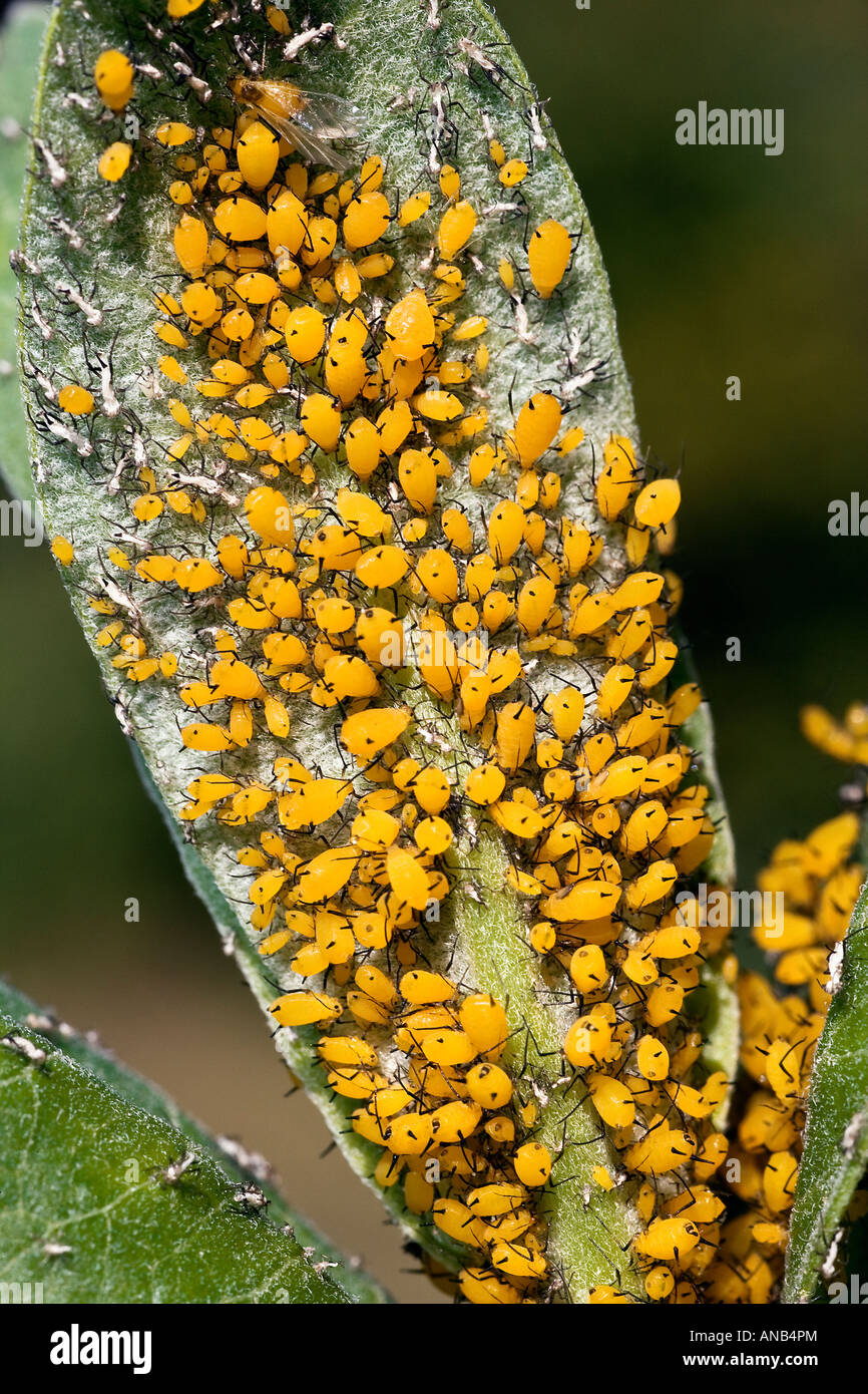 Yellow Aphids on Milkweed Leaf Aphis nerii Stock Photo