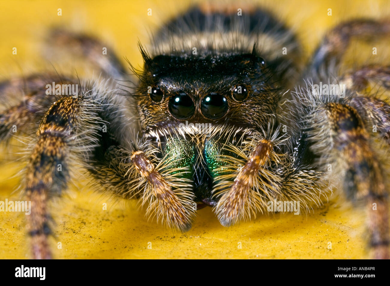 Jumping Spider Phidippus audax Stock Photo