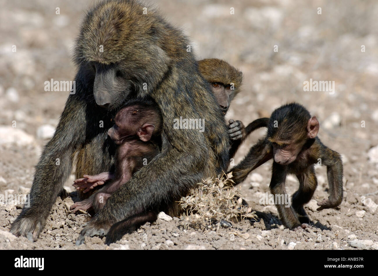 Yellow baboon with three youngsters Stock Photo