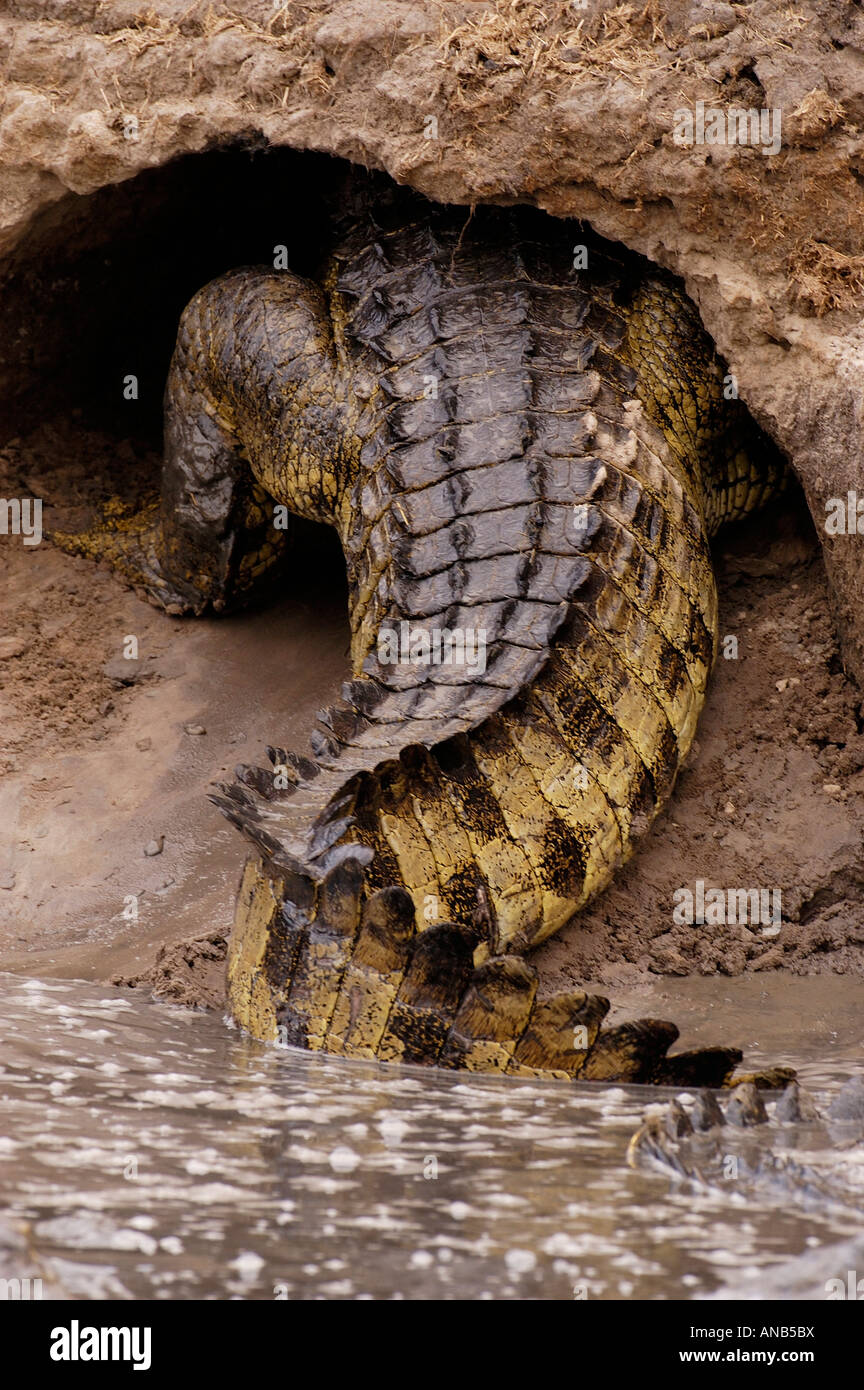 Why some crocodiles hide out in caves •