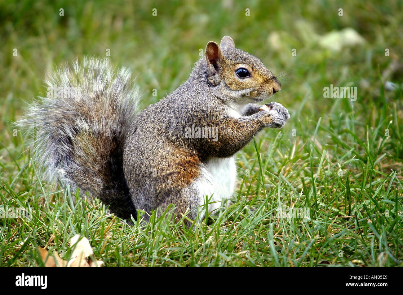 Squirrel eating seeds Stock Photo - Alamy