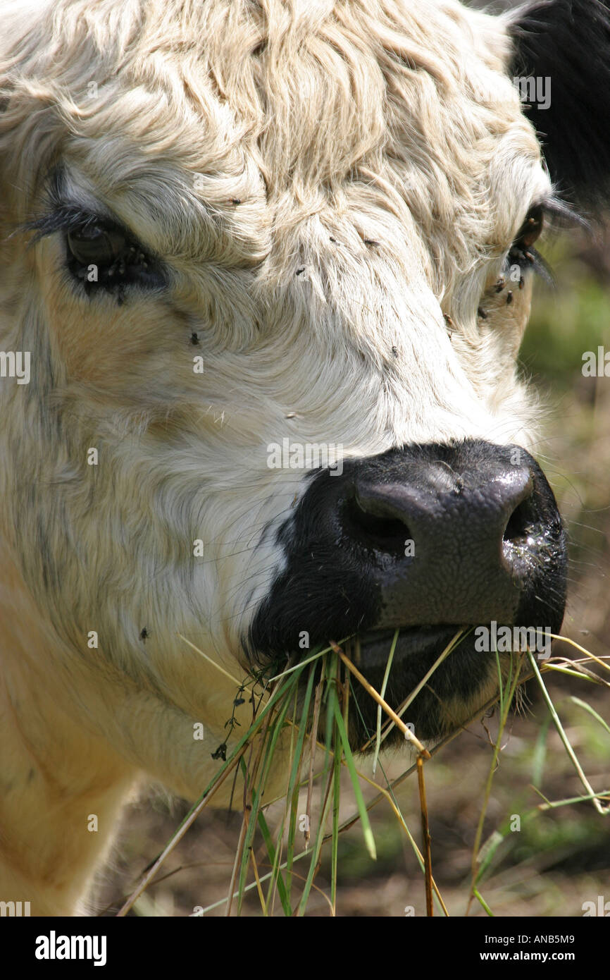 British white cattle hires stock photography and images Alamy