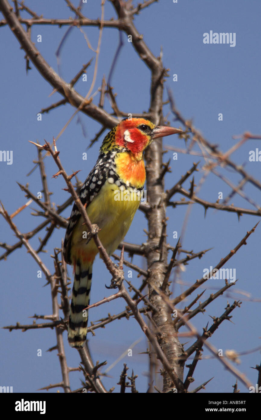 Red and white barbet Stock Photo