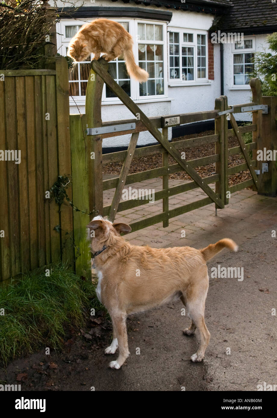 cat and dog eyeing each other Stock Photo