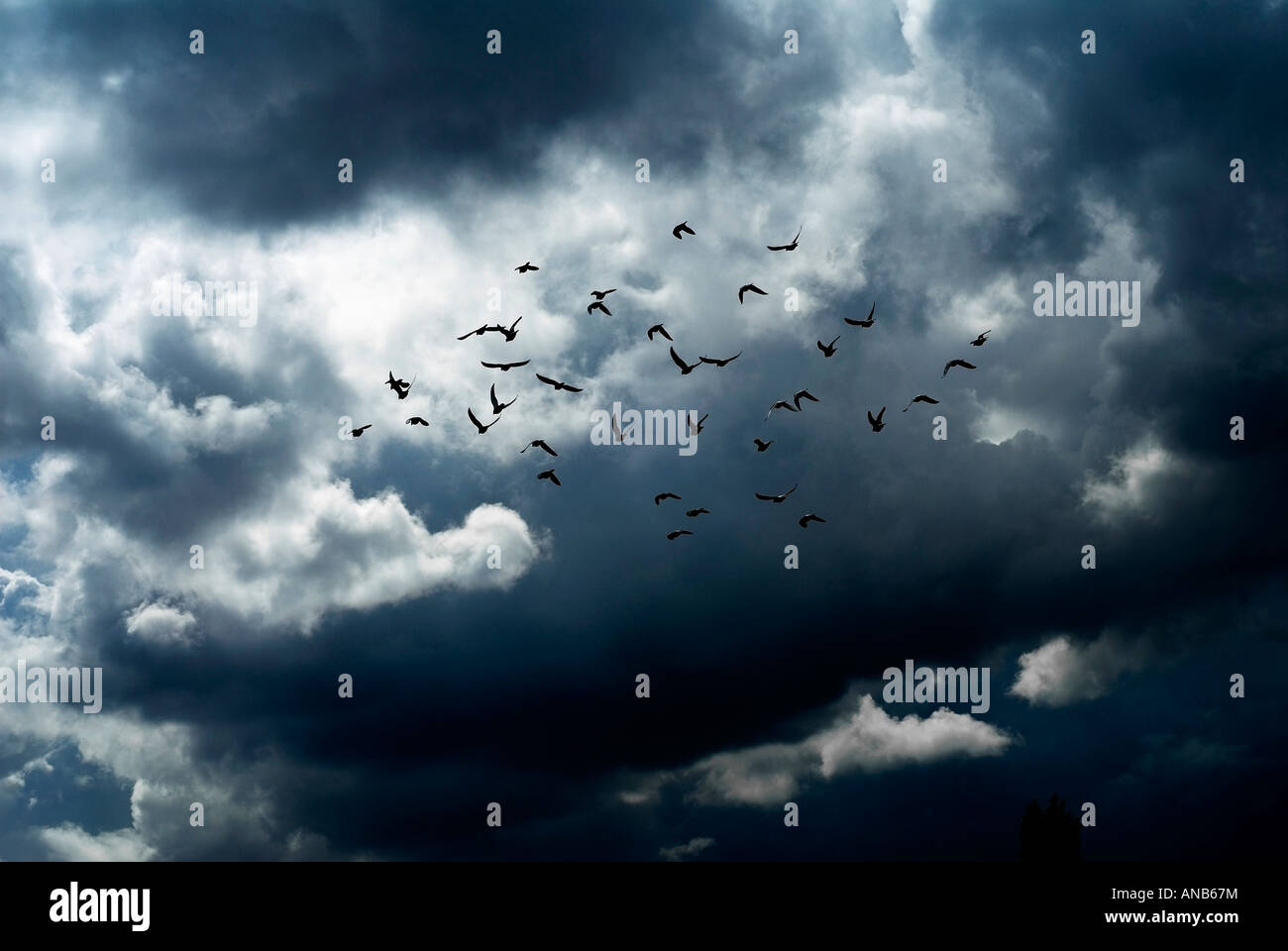A flock of birds flying into a stormy sky Stock Photo - Alamy
