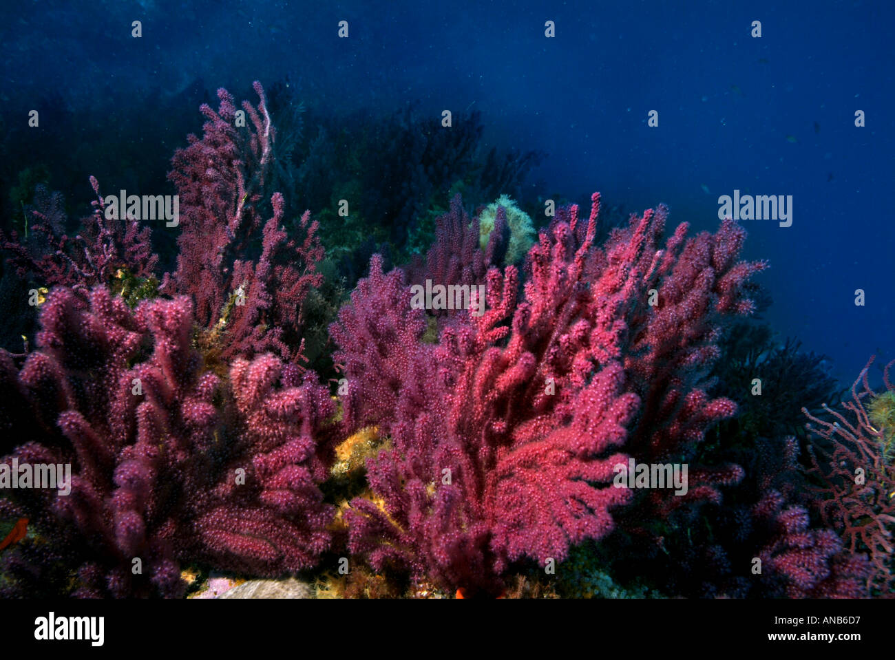 Beautiful view of Alcyonium Coral Reef Care Challenges