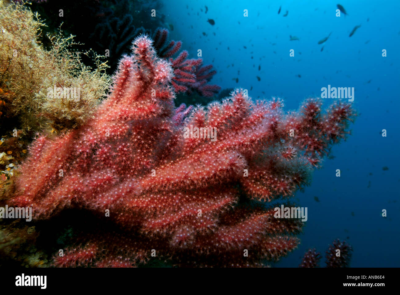 Red gorgonian (Alcyonium palmatum) on a coral reef, Caramasaigne, Riou Island, Marseille, France. Stock Photo