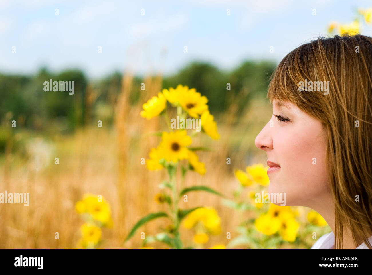 beautiful young woman in field of sunflowers Stock Photo - Alamy
