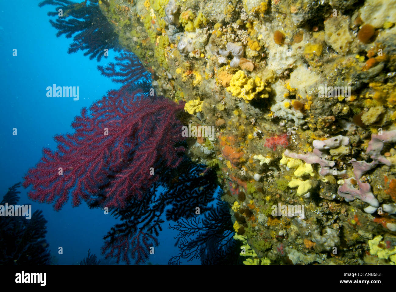 Photo inspiration: Fresh Look at Red Gorgonian Alcyonium Palmatum On A Coral Reef Caramasaigne Riou
