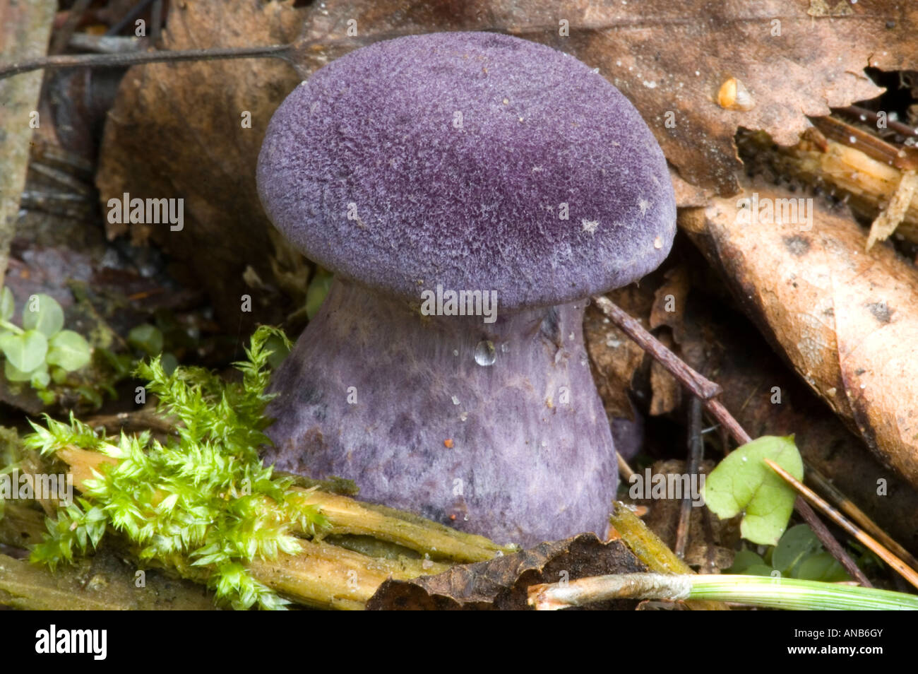 Purple Cort (Cortinarius violaceus) Stock Photo