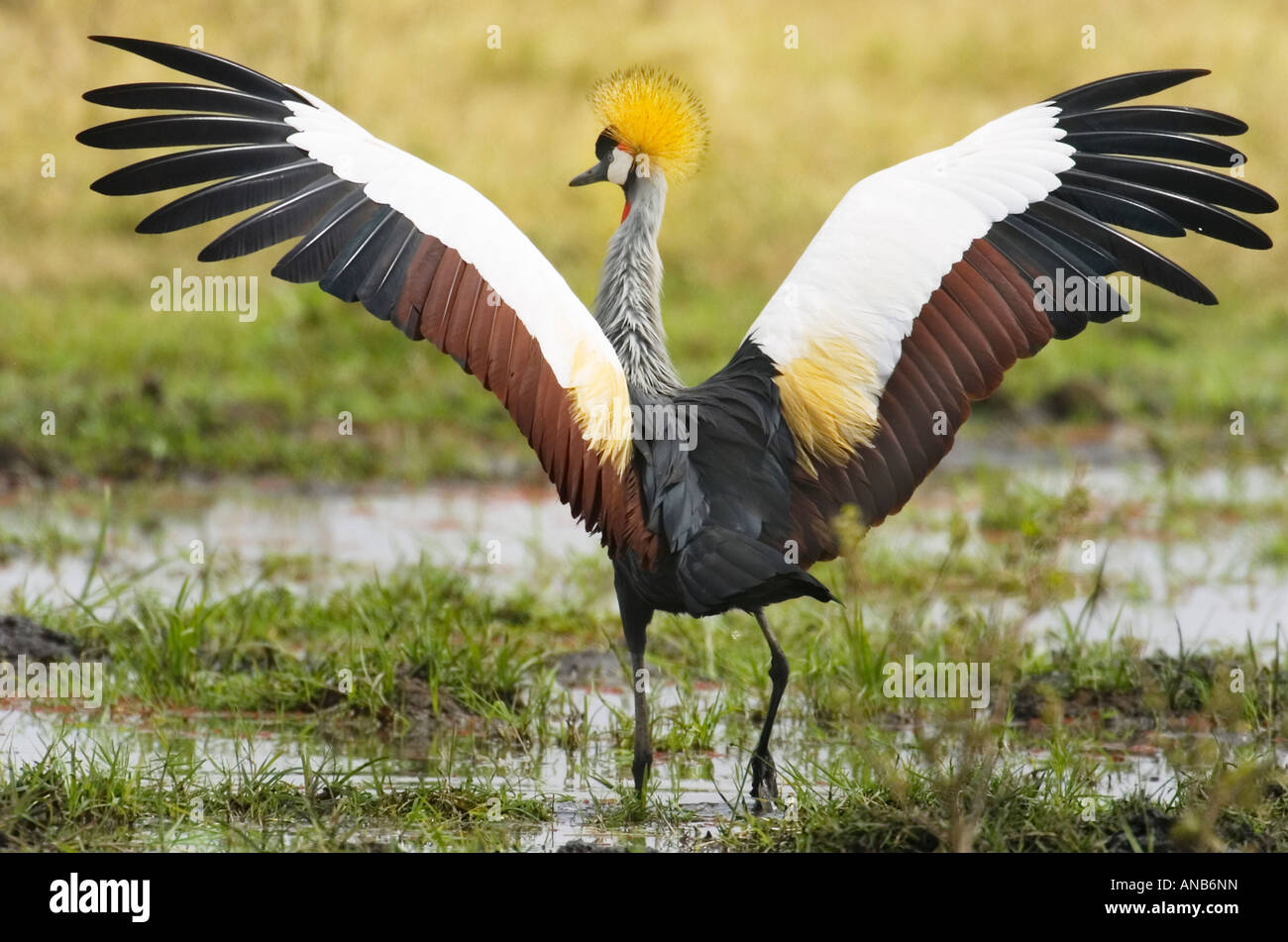Grey Crowned Crane (Balearica regulorum gibbericeps) with wings outstretched Stock Photo