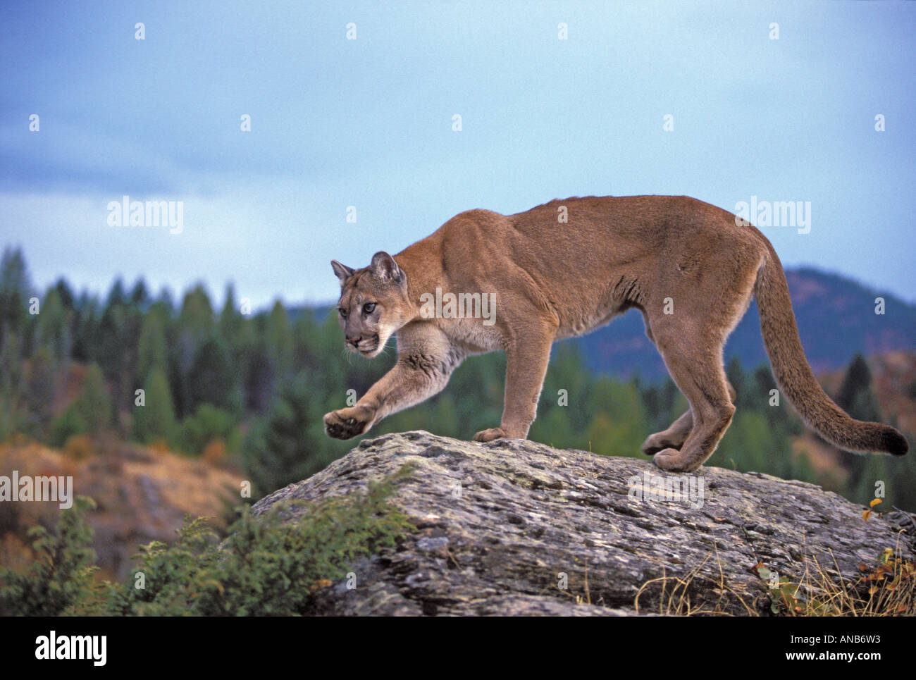 Cougar Mountain Lion Captive wildlife model Stock Photo - Alamy