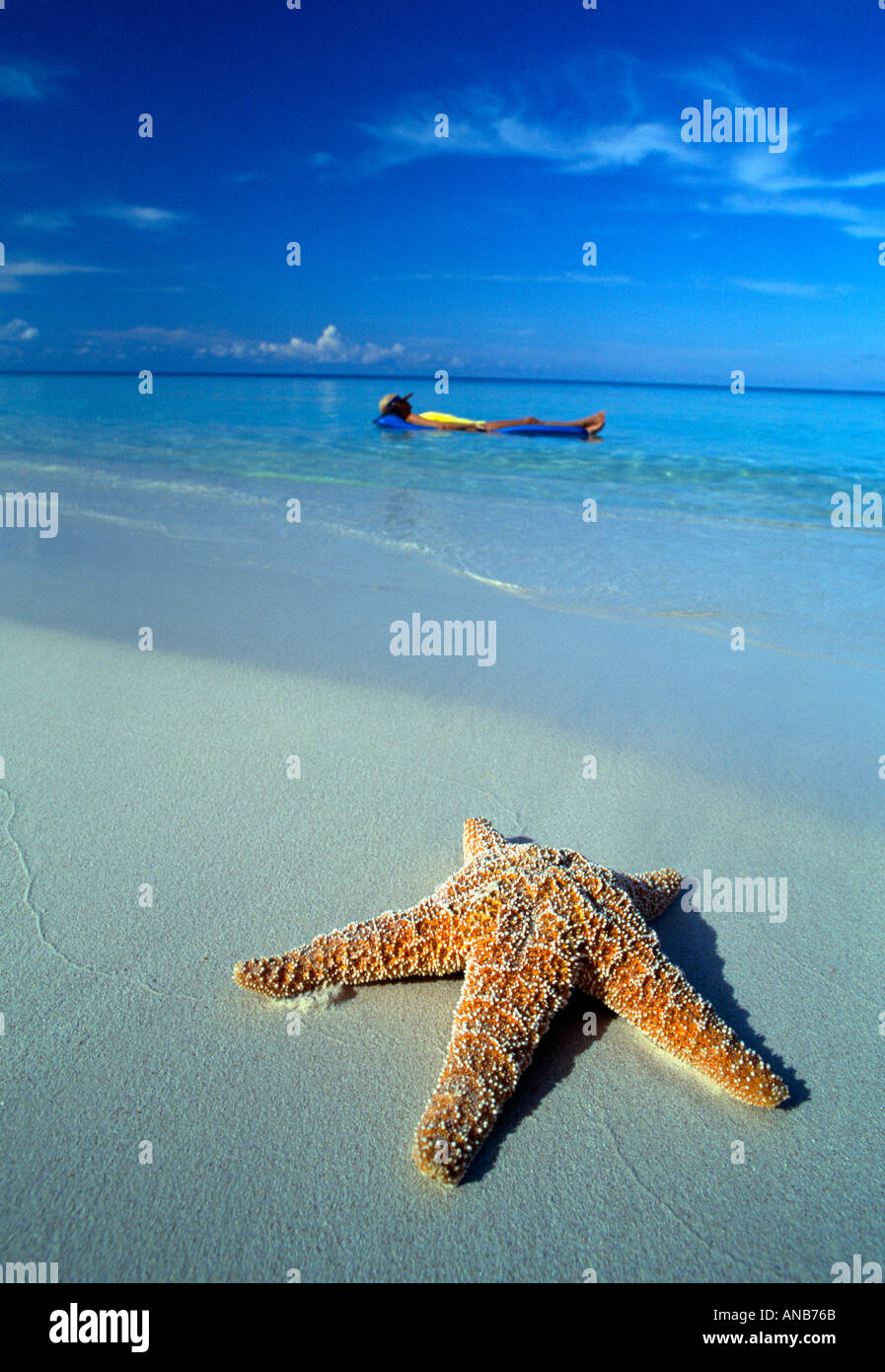Grand Cayman 7 mile beach starfish seastar sea star on beach woman on