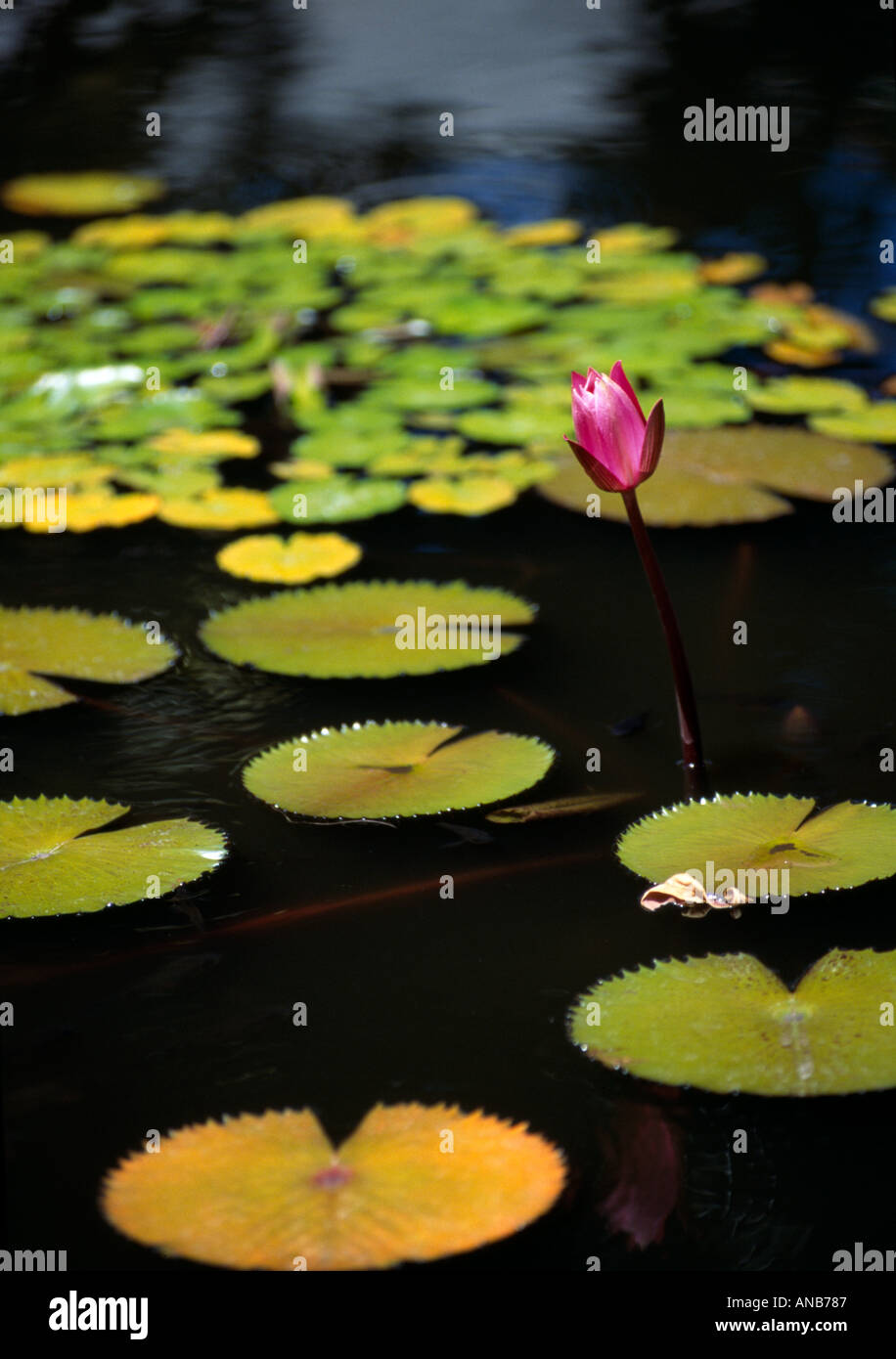 French Polynesia Papeete Tahiti Flower blooms in lily pad garden Stock Photo