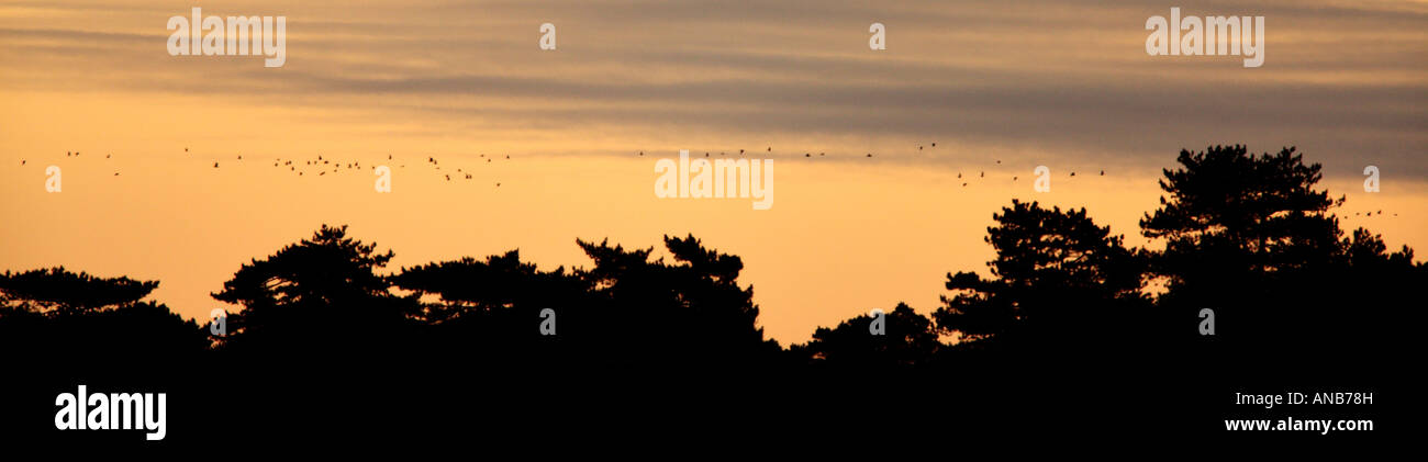 Early morning red sky with wiapy cloud holkham norfolk january 2008 geese flying in to feed Stock Photo