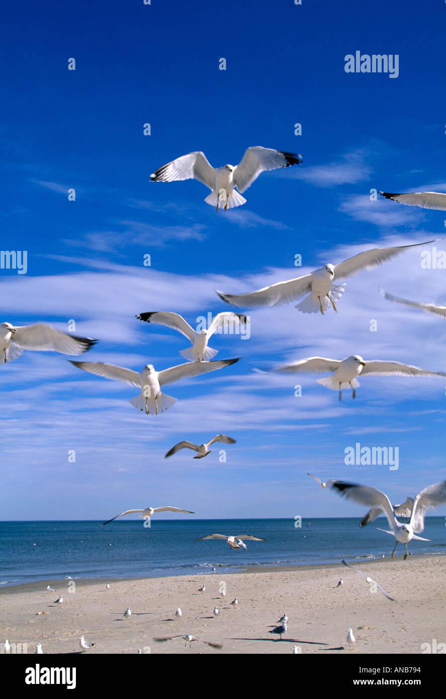 VA Virginia Beach Group of Ring billed Gulls fly over the beach Larus delawarensis Stock Photo