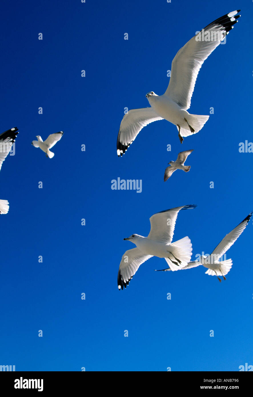 VA Virginia Beach Group of Ring billed Gulls fly in blue skies Larus delawarensis Stock Photo
