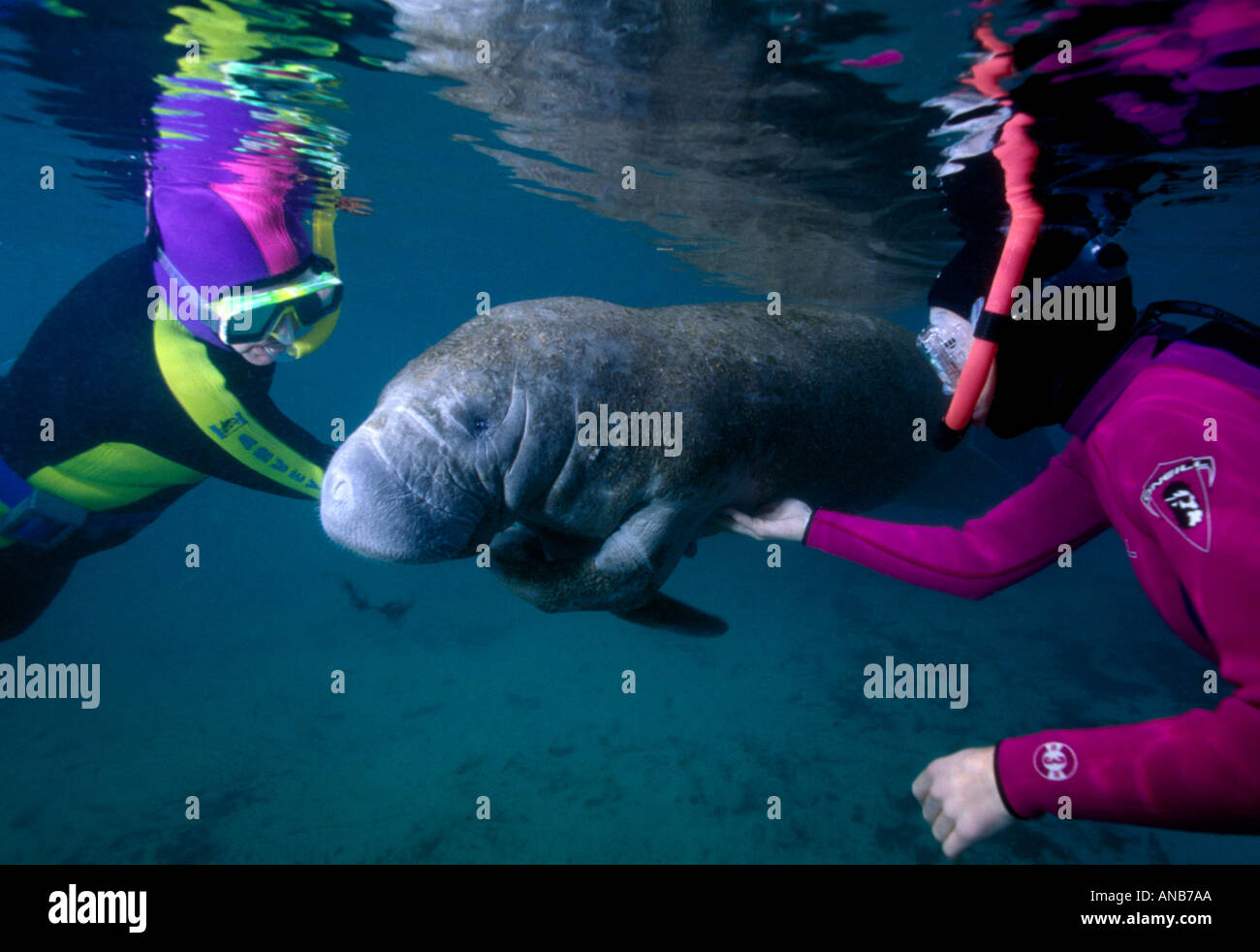 FL Crystal River u w two snorkelers touching manatee Stock Photo - Alamy