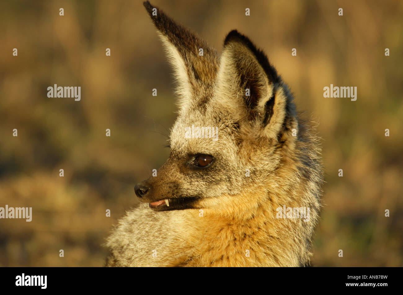 A Bat-Eared Fox (Otocyon megalotis) portrait Stock Photo - Alamy