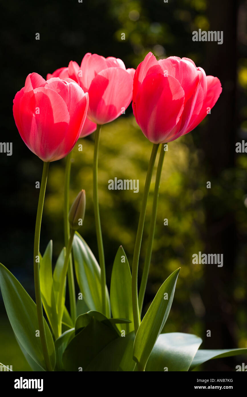 Tulip Apple Dawn Darwin Type Stock Photo