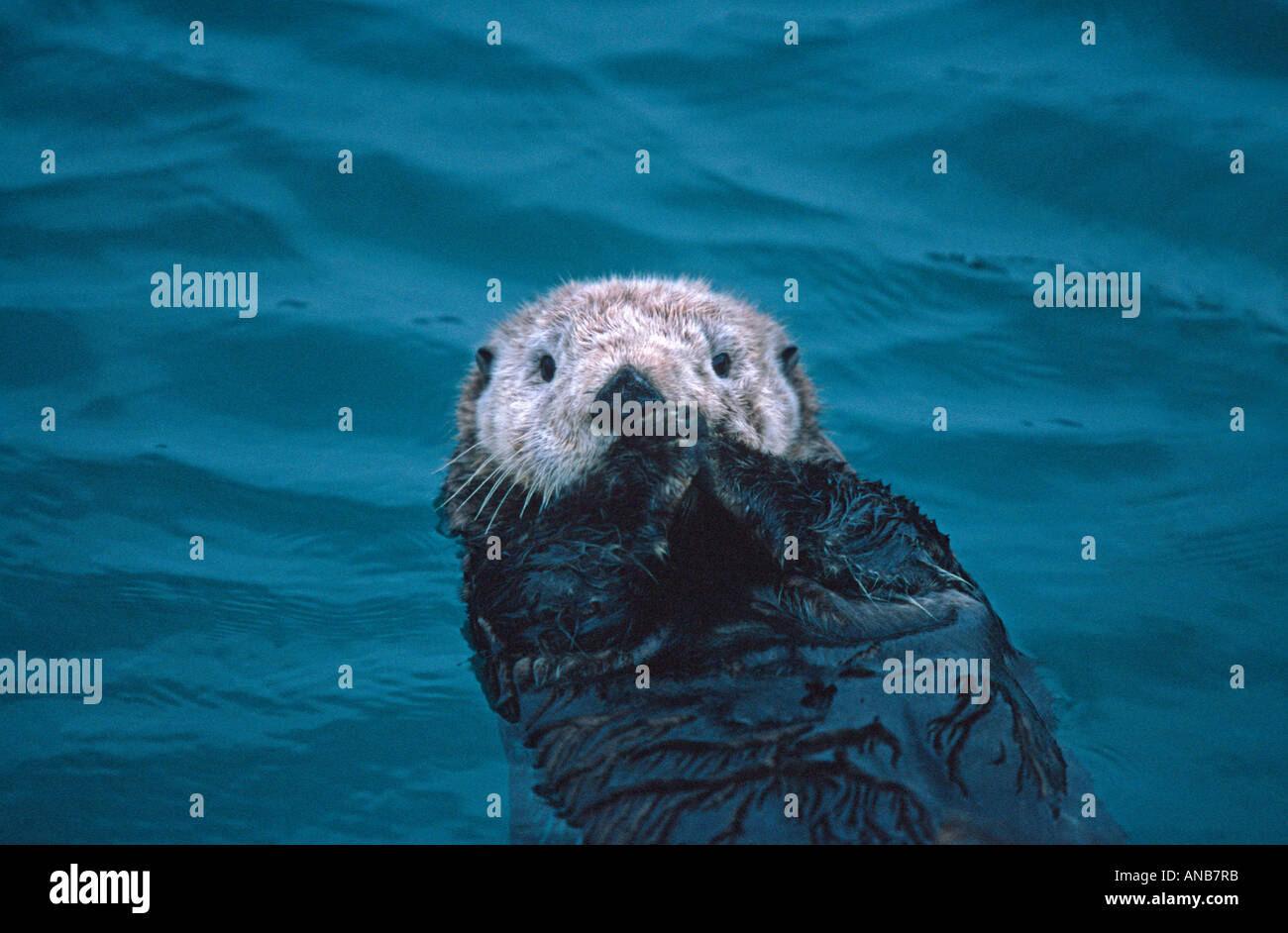 Sea Otter in Prince William Sound Alaska Stock Photo - Alamy