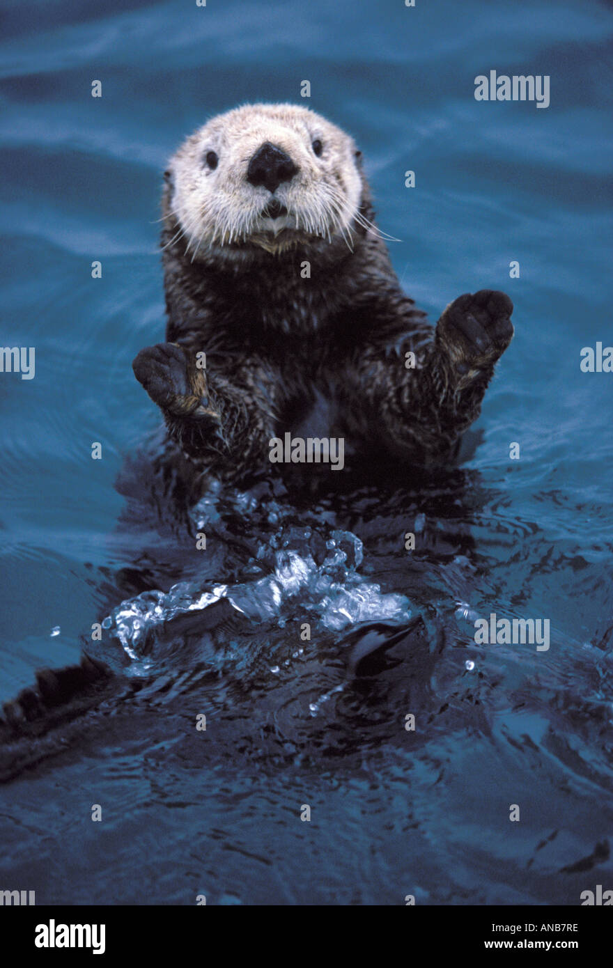 Sea Otter in Prince William Sound Alaska Stock Photo - Alamy