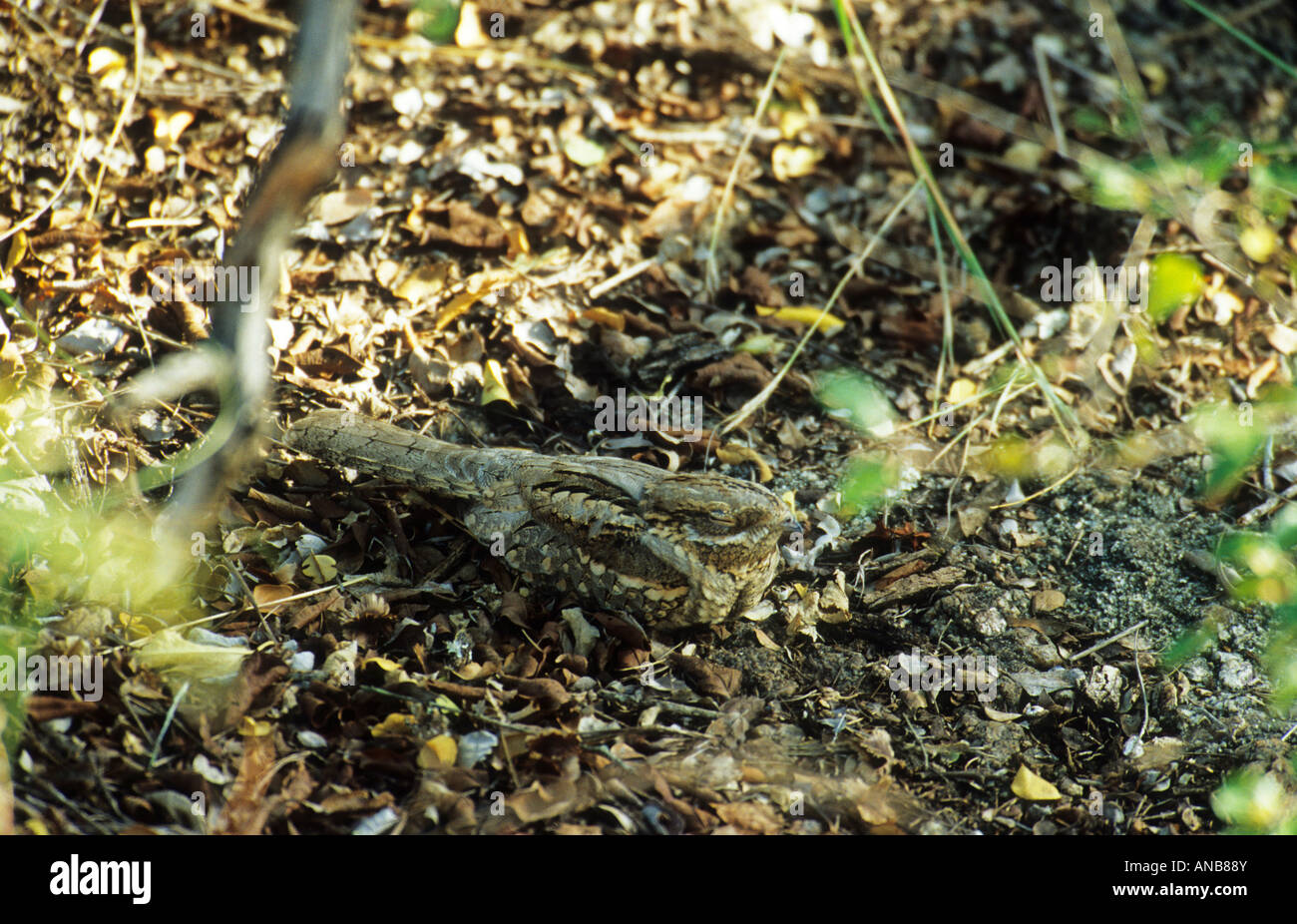 Fierynecked nightjar (Caprimulgus pectoralis) lying amongst leaves Stock Photo