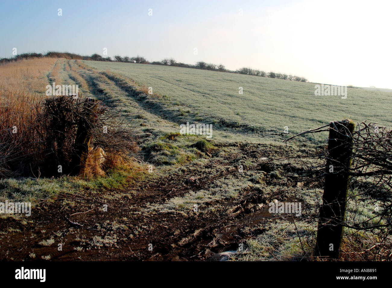 Early morning frost in farmers field Stock Photo
