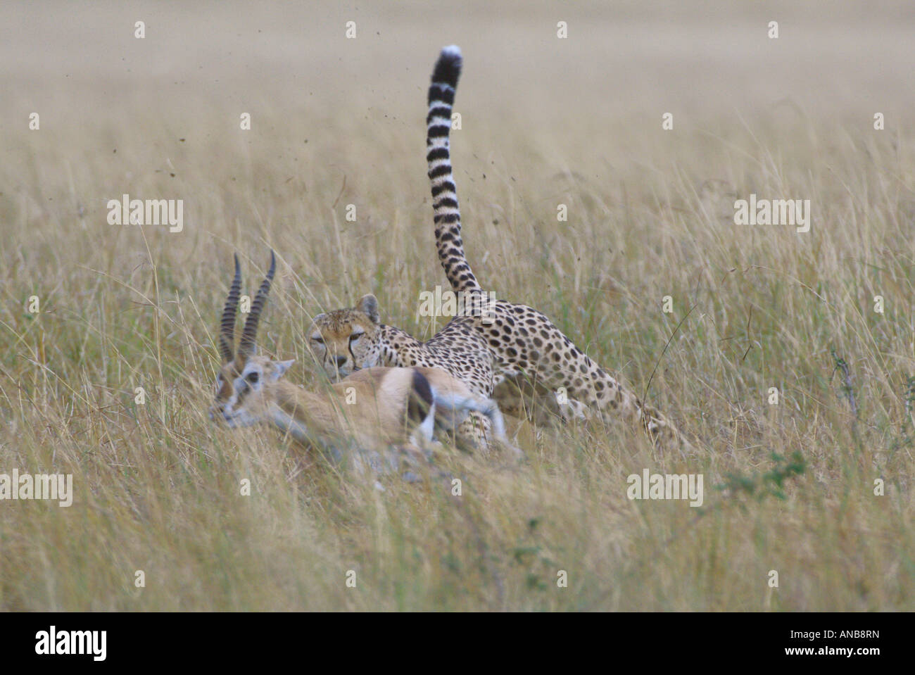 Cheetah (Acinonyx jubatus) with outstretched tail for balance chasing after a Grants gazelle Stock Photo