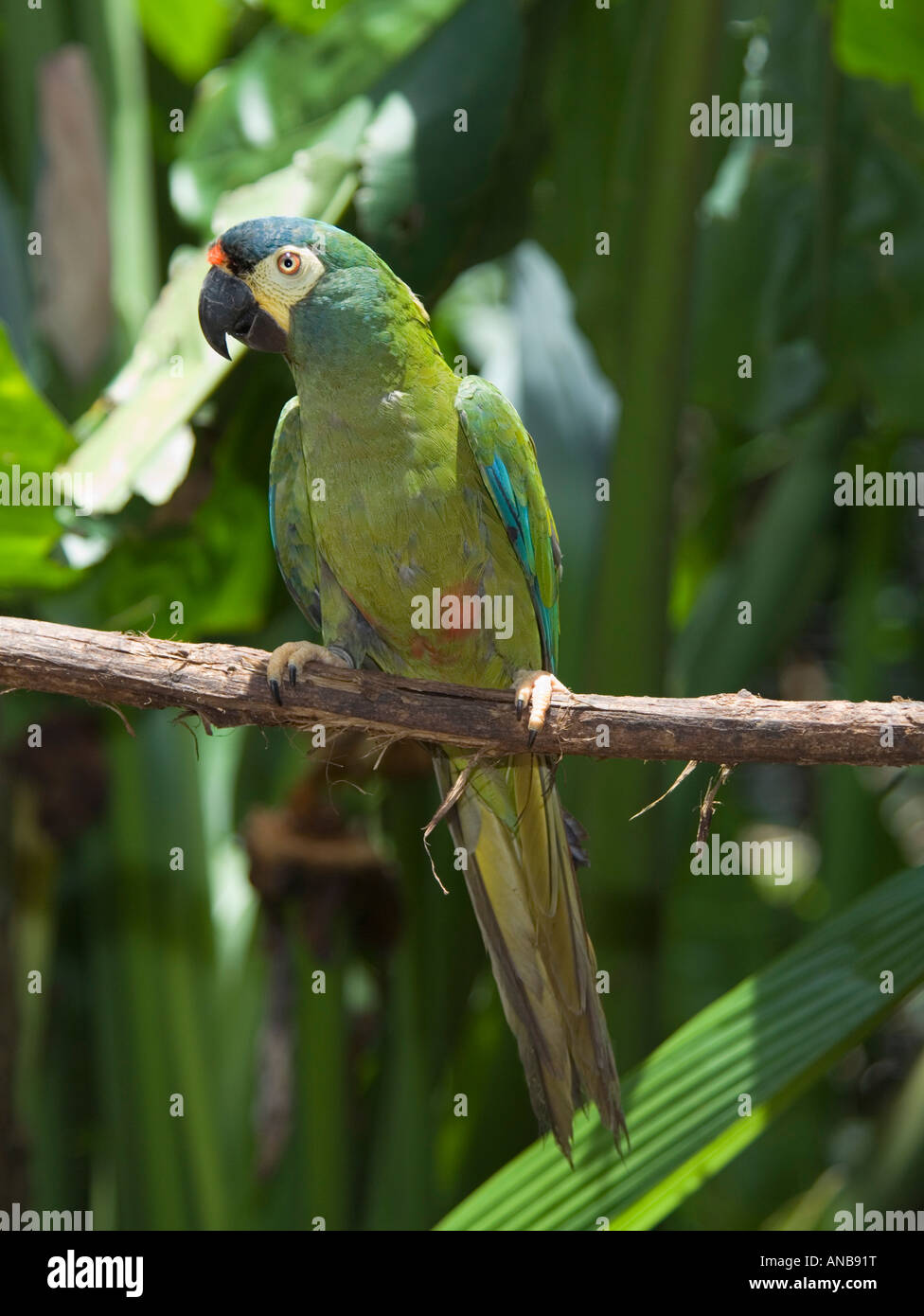 Blue-winged Macaw Primolius maracana - Captive Stock Photo